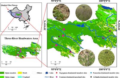 More management is needed to improve the effectiveness of artificial grassland in vegetation and soil restoration on the three-river headwaters region of China